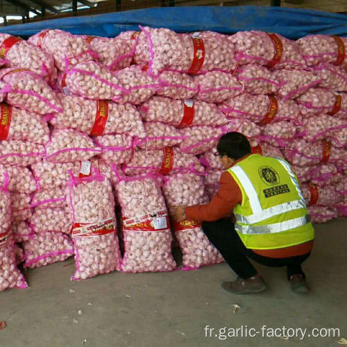 Cangshan Garlic pour l&#39;Indonésie